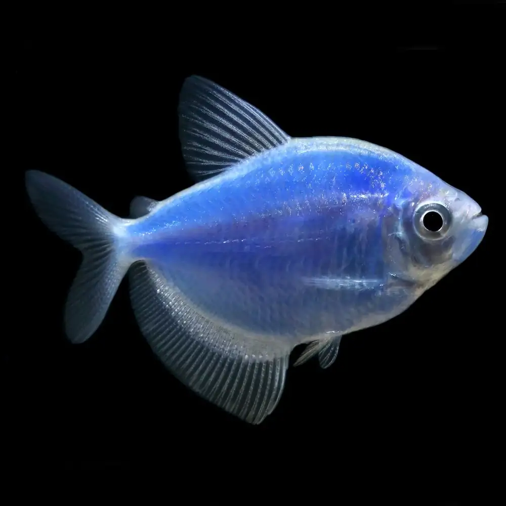 GloFish, Cosmic Blue Tetra